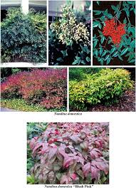 Image result for Hugonia elliptica