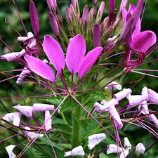 Image result for Cleome spinosa