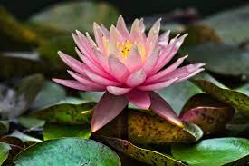 Most things must be ingested or come into contact with their skin in order to cause toxicity symptoms. Are Lilies Poisonous To Dogs Pure Pet Food