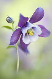 Aquilegia Vulagris Magic Blue Beautiful Flowers Unusual Flowers Flowers Photography