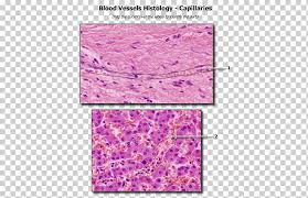 Differentiate among the structure of arteries, veins, and capillaries. Capillary Human Anatomy Blood Vessel Human Body Biology Miscellaneous Purple Texture Png Klipartz