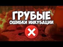 как сделать инкубатор в домашних условиях из подручных средств Kakie Grubye Oshibki Mozhno Dopustit Pri Inkubacii Kak Dobitsya Horoshego Rezultata Youtube Pticevodstvo Razvedenie Kur Kuryatnik