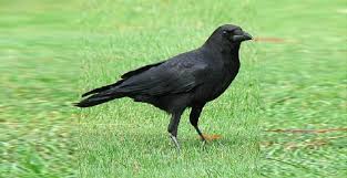 Check spelling or type a new query. Kajian Menunjukkan Burung Mati Dilanggar Miliki Otak Kecil