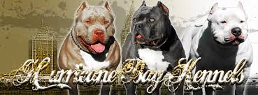 San diego california pets and animals 300 $ view pictures. Hurricane Bay Kennels Xl Pitbulls And Bullies