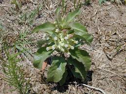 Asclepias Oenotheroides Zizotes Milkweed Npin