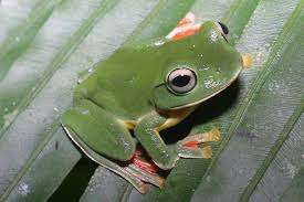 The psychedelic rock gecko (cnemaspis psychedelica) was recently discovered on hon khoai island, ca mau province, south vietnam. Kolner Zoo Soortenbescherming