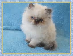 Eats dry food and talks a lot. Himalayan Kittens For Sale New Jersey Blue Point One Day Old Himalayan Kittens