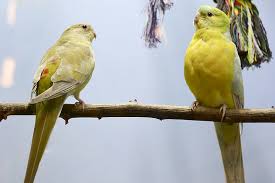 Gerade jetzt im winter wäre es schön den lieben vögelchen etwas zum picken anzubieten. Das Haustierportal Vogel