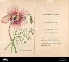 Image result for Monsonia senegalensis