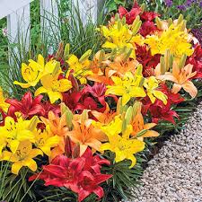 Border with pink lily on green stock photo 28007929. The Different Types Of Lilies K Van Bourgondien