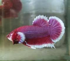 Adu ikan cupang sampai mati подробнее. Jual Ikan Cupang Giant Lavender Super Belum Termasuk Toples Di Lapak Betta Aquascape Bukalapak