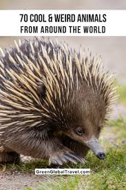 An Epic Guide To 70 Cool Weird Animals Around The World Weird Looking Animals Weird Animals Funny Looking Animals