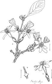 Image result for Sericanthe chimanimaniensis