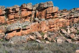 Image result for Prismatocarpus cordifolius