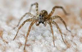 The best approach to eradicating wolf spiders and preventing future problems with them is through professional help, preferably with someone who has a at pest control inc., our pest control experts resolve wolf spider issues using a variety of different treatment techniques including surveillance. Learn More About The Wolf Spiders In California
