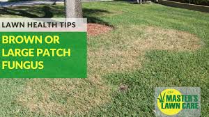 Pictures of overwatered st augustine grass. How To Prevent Brown Patch Fungus In St Augustine Grass Youtube