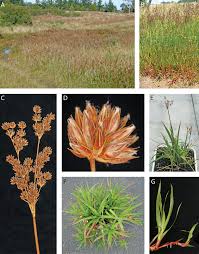 Image result for Juncus lomatophyllus