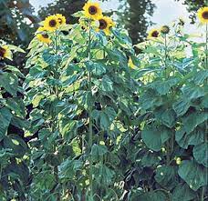 15 most beautiful types of sunflowers ftd com. Sunflower American Giants Hybrid Seeds In Pakistan For Rs 799 00 Frescoseeds