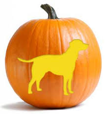 But if you know the carver. What Dosage Of Pumpkin Is Safe For A Dog Suffering From Diarrhea