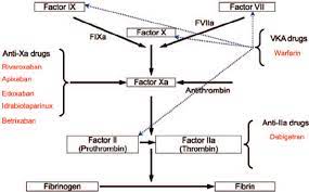Edoxaban is an orally active inhibitor of coagulation factor xa (activated factor x) with anticoagulant activity. New Anticoagulants Inhibiting Thrombin And Factor Xa Download Scientific Diagram
