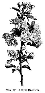 Black And White Orange Blossom Clip Art Apple Blossom Free Botanical Clip Art Flower Illustration Flower Drawing Tree Illustration