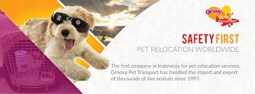 International pet transport, anywhere in the world. Groovy Pet Transport Reviews Facebook