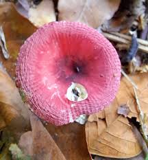 Image result for Russula sp.