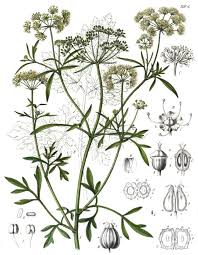 Image result for Petroselinum