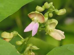 We did not find results for: Pink Lima Flower Raceme Lima Bean Flowers2 Nonsequitr Flickr