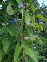 Image result for Vigna oblongifolia