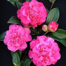 Camellia Williamsii Debbie Bushy Evergreen Shrub Hardy Plants Evergreen Shrubs Plants