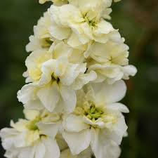 Image result for Matthiola