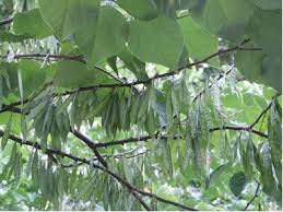 We did not find results for: Little Naturalists Playing With Seeds Mommypoppins Things To Do With Kids