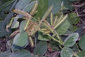 Image result for Calopogonium mucunoides