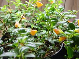 The flowers may be red, orange, or yellow. 12 Best Goldfish Plant Ideas Goldfish Plant Goldfish House Plants