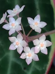 Image result for Carvalhoa macrophylla