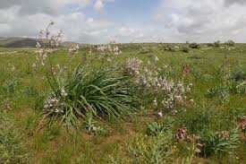 Image result for Anisosepalum alboviolaceum