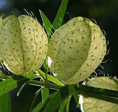 Image result for Gomphocarpus physocarpus