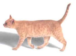 However, there are a few in the uk, and some neutered/spayed cats have been introduced to america and several other countries. The Pet Directory Australian Mist Cat Breed
