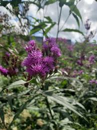 Image result for Vernonia fastigiata