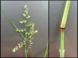 Image result for Eragrostis echinochloidea
