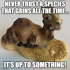 If you let something intrusive enter your life, your life will become difficult. Camel Memes Gifs Imgflip