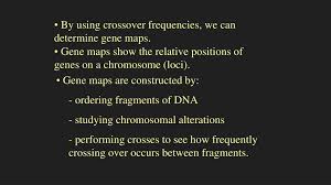 Name class date 14.1 human chromosomes lesson objectives identify the types of human chromosomes in a karotype. Ppt Sex Chromosomes So Far What Do You Know About Sex Chromosomes Powerpoint Presentation Id 2819775