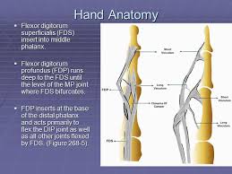 Scan plane for the flexor digitorum tendons in transverse prior to the separation of superficialis from profundus. Injuries To The Hand And Digits Ppt Download