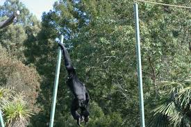 Siamang09.jpg
