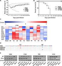 6 the exact mechanism of type i interferons are not fully understood, but this is an idea of what happens. Ifn K Suppresses The Replication Of Influenza A Viruses Through The Ifnar Mapk Fos Chd6 Axis Science Signaling