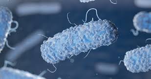 It is most often spread from animals to people through the food supply. Salmonella Contamination Persists In Polish Poultry Products