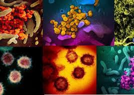 Influenza virus type a (excluding 1918 influenza a (h1n1) strain and subtypes h5, h7 and h9). Il Coronavirus Dalle Origini Alla Ricerca Del Vaccino Speciali Ansa It