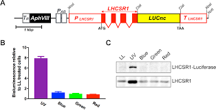 Maybe you would like to learn more about one of these? Isolation Of Photoprotective Signal Transduction Mutants By Systematic Bioluminescence Screening In Chlamydomonas Reinhardtii Scientific Reports