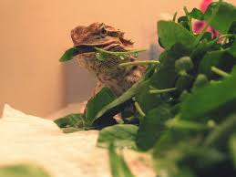 Feeding Bearded Dragons Leafy Green Vegetables